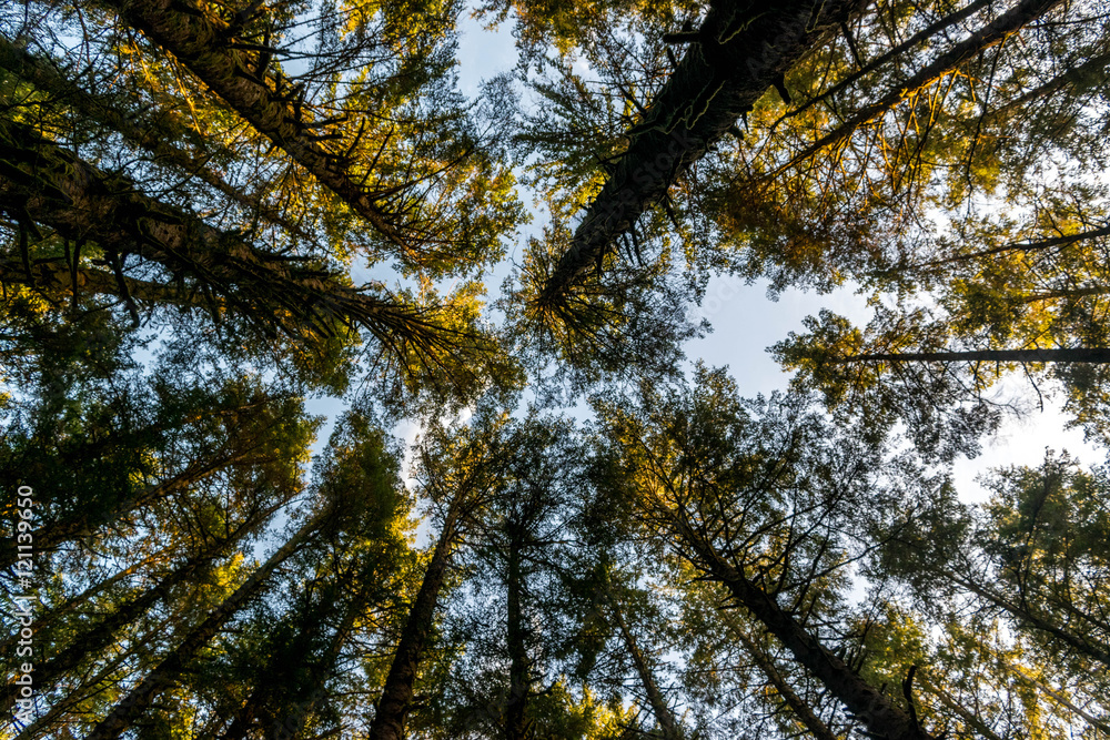 Obraz premium Tops at Down