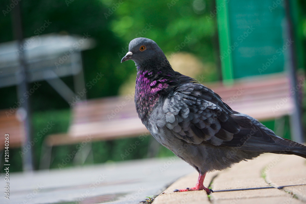 urban pigeon on the street, pigeon standing on pavement urban pigeon on the street, pigeon standing on pavement