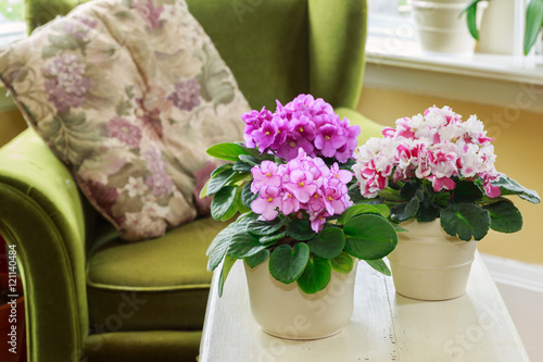 African Violets in a home setting photo