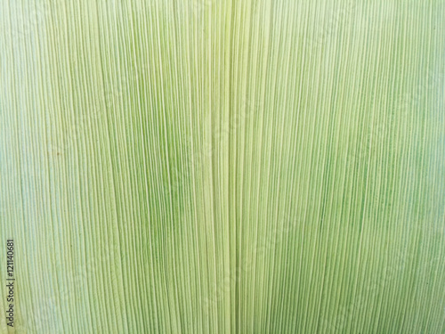 The pattern of corn husks isolated texture background.