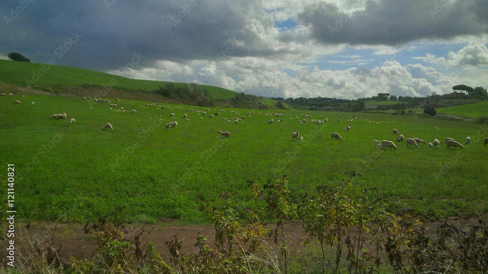 Fototapeta premium campagna romana