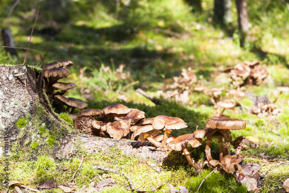 Several large brown mushrooms grow on tree stump Several large brown mushrooms grow on tree stump