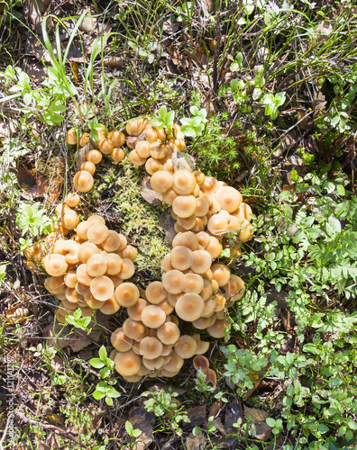 Many light brown mushrooms in a bundle