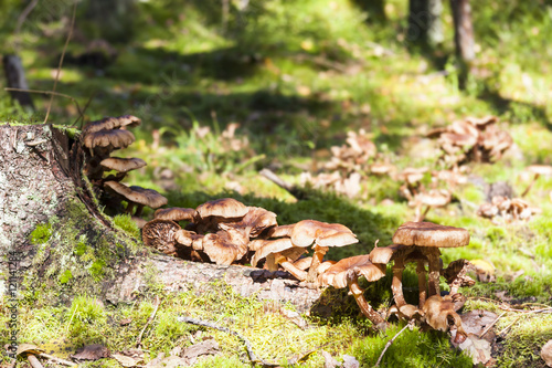 Several large brown mushrooms grow on tree stump