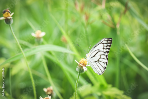 Butterfly on a flower © songdech17