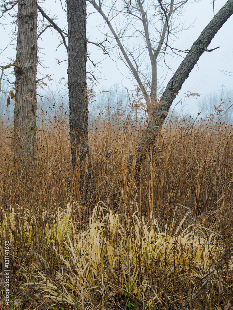 619-83 Rock Run Trunks and Grasses 619-83 Rock Run Trunks and Grasses