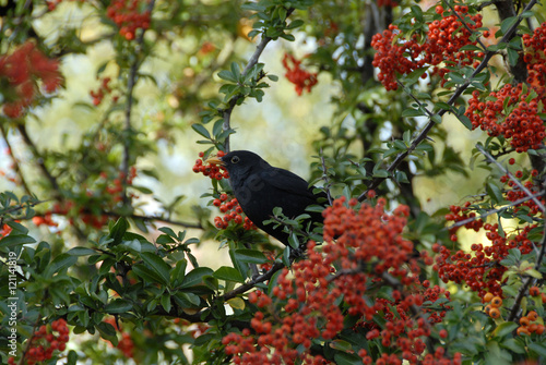 een vogel eet rode bessen in de boom photo
