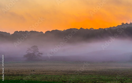 Mystic foggy sunrise,Foggy sunrise over beautiful danish meadow