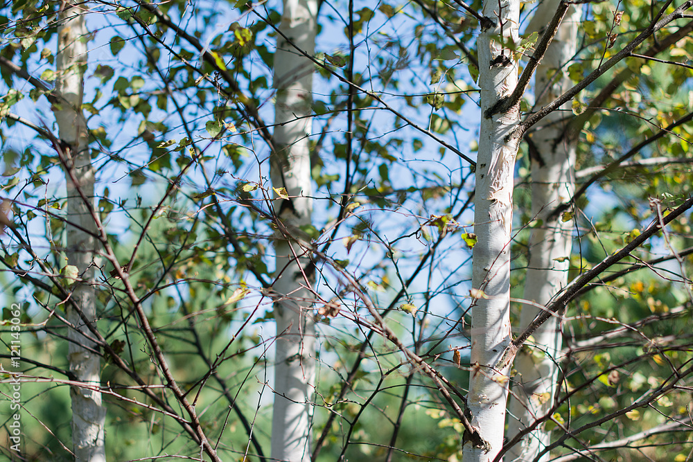 spring birch with yellow green spring birch with yellow green