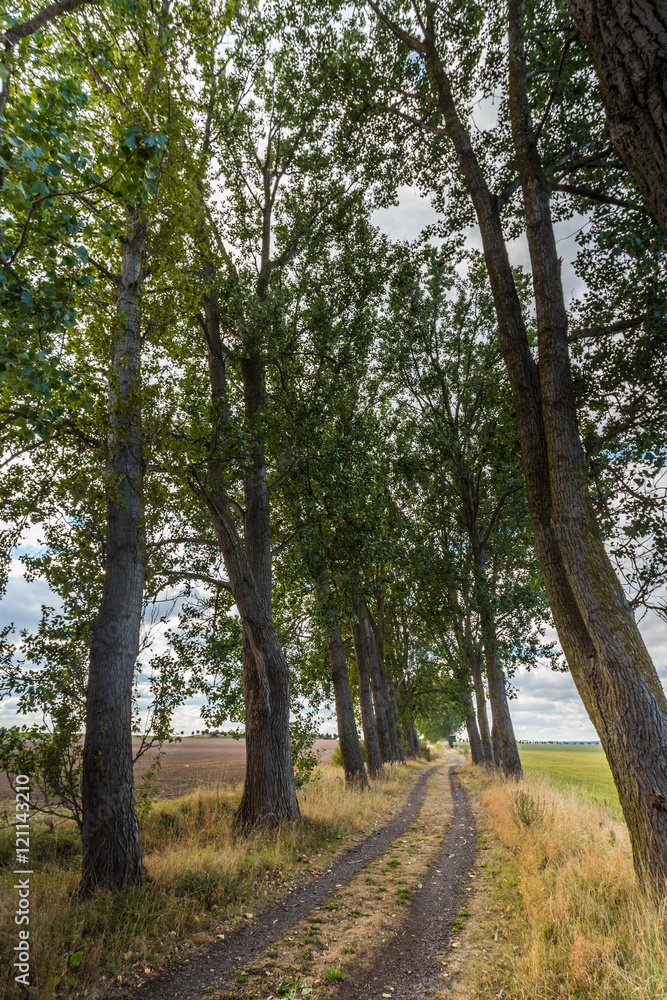 Obraz premium Linden