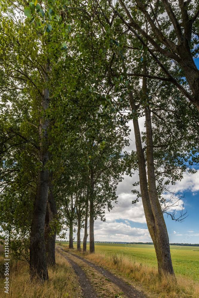 Obraz premium Linden