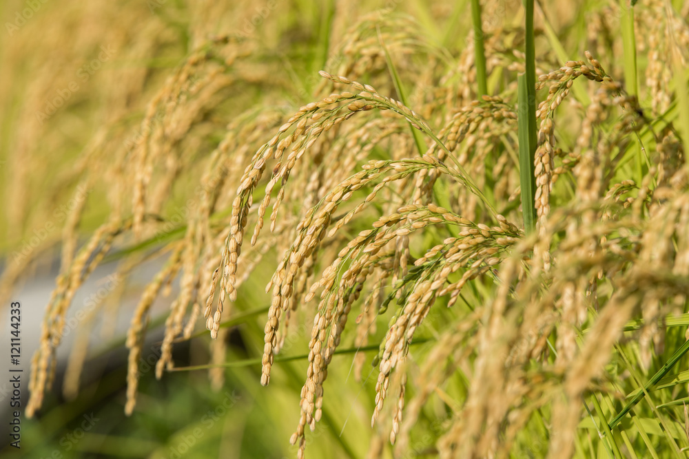 Fototapeta premium 黄金色に色づいた収穫前の稲穂