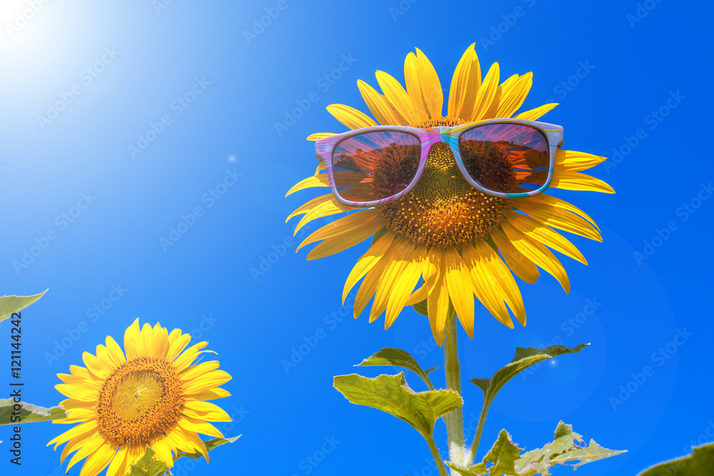Naklejka premium happy sunflower on day noon with blue sky abstract background to happiness of nature. 