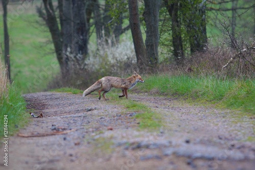 Fototapeta Naklejka Na Ścianę i Meble -  Red fox walks away