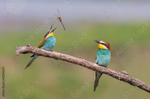 Pair of Beautiful European Bee-eaters (Merops apiaster) with dragonfly