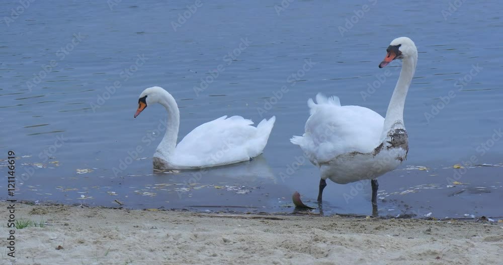 Two Swans in the Lake River White Birds Animal Walking on a River Bank Shake Off the Water Feeding Searching For Food Gliding by Watery Surface Cloudy Two Swans in the Lake River White Birds Animal Walking on a River Bank Shake Off the Water Feeding Searching For Food Gliding by Watery Surface Cloudy