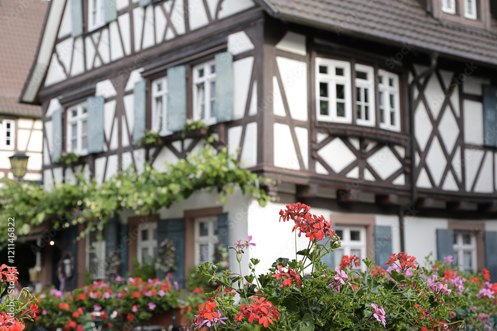 In the foreground colorful geraniums in bloom, in the background (out of focus) one traditional half-timbered house located in Oberkirch, Black Forest, Baden-Wuerttemberg, Germany