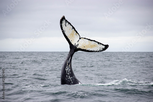 Humpback Whale Fluke taken in the Atlantic Ocean