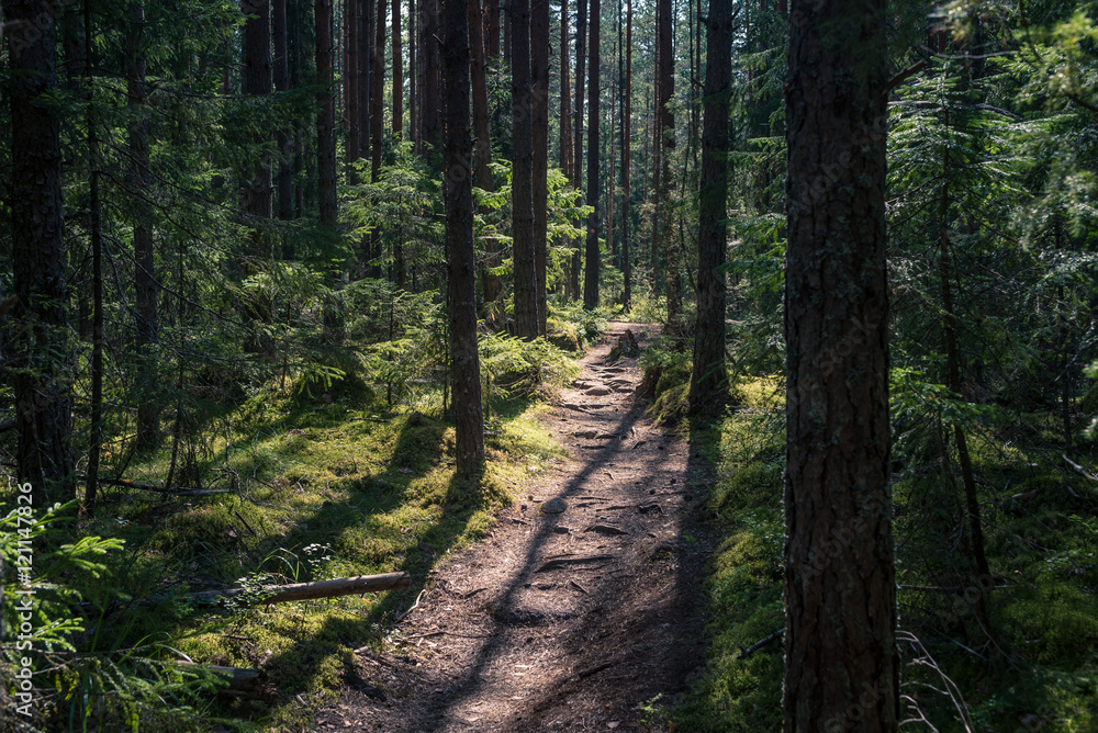 Obraz premium National park trail
