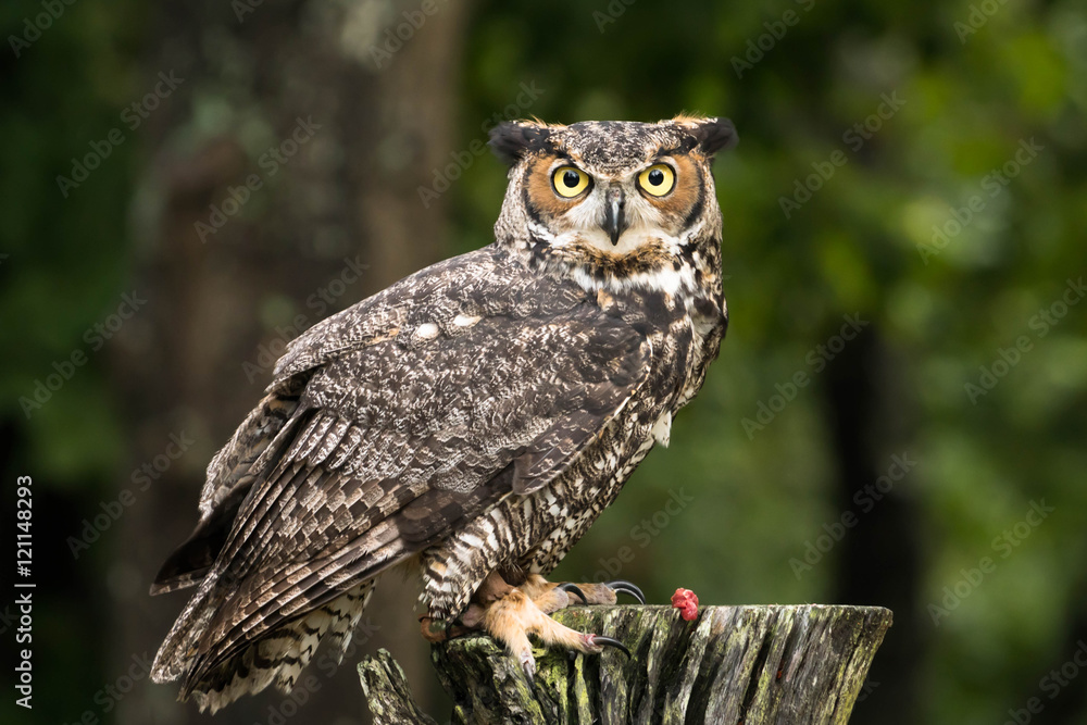 Fototapeta premium sowa