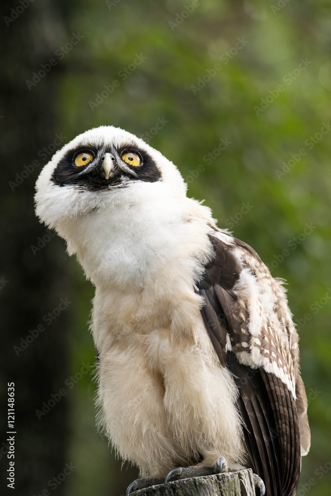Obraz premium owl 