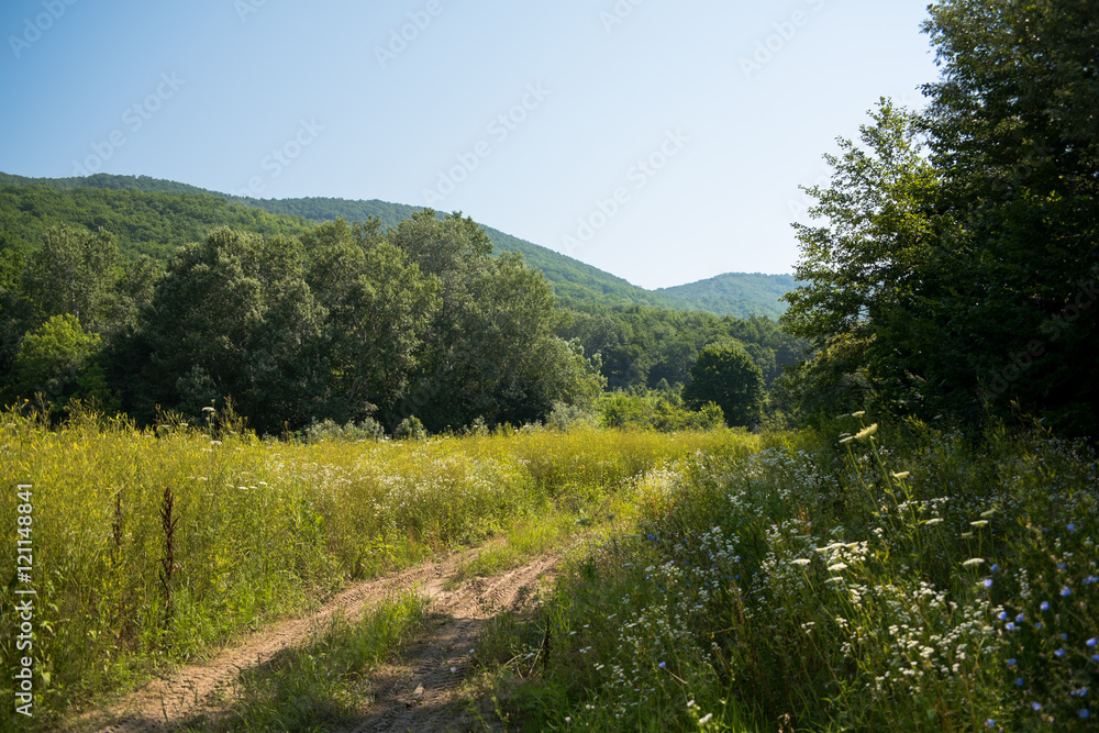 Idyllic landscape with fresh green meadows and blooming flowers and mountains in the background. Forest road. Landscape.