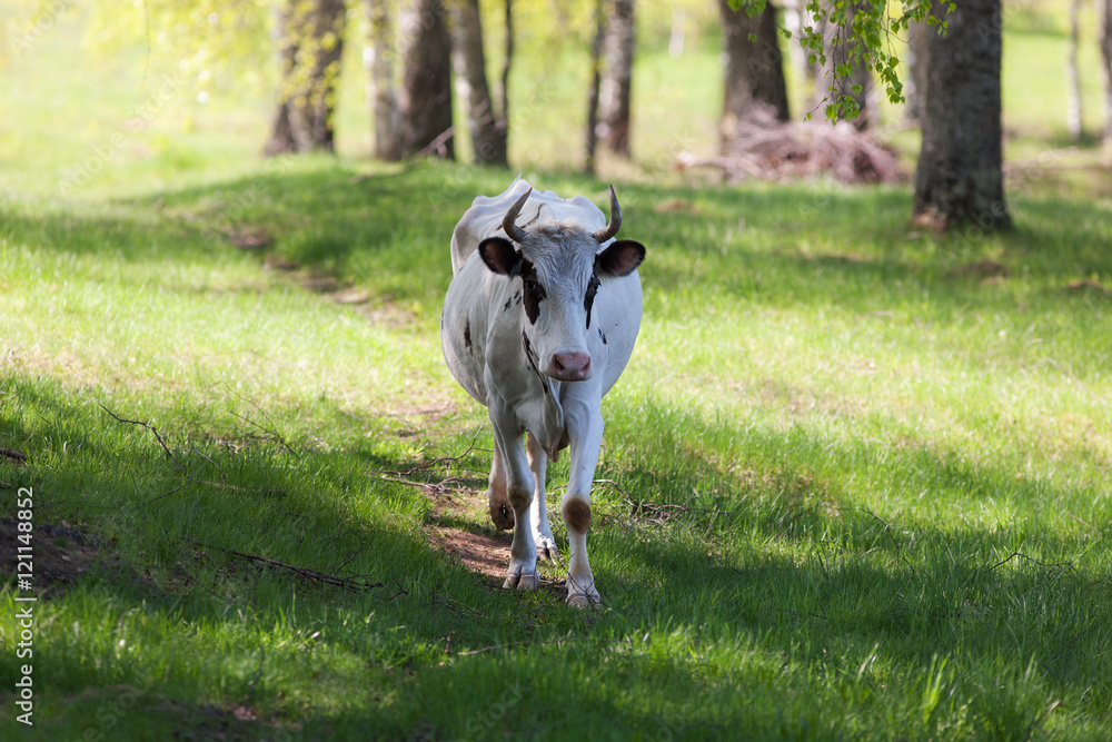 white cow in a meadow white cow in a meadow