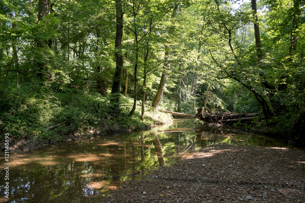 Obraz premium River deep in mountain forest. Nature composition. Mountain river flowing through the green forest..