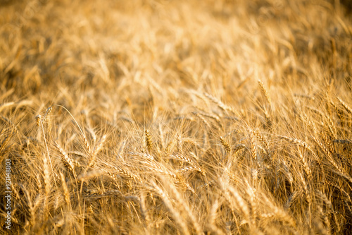 Wheat in a   farm field