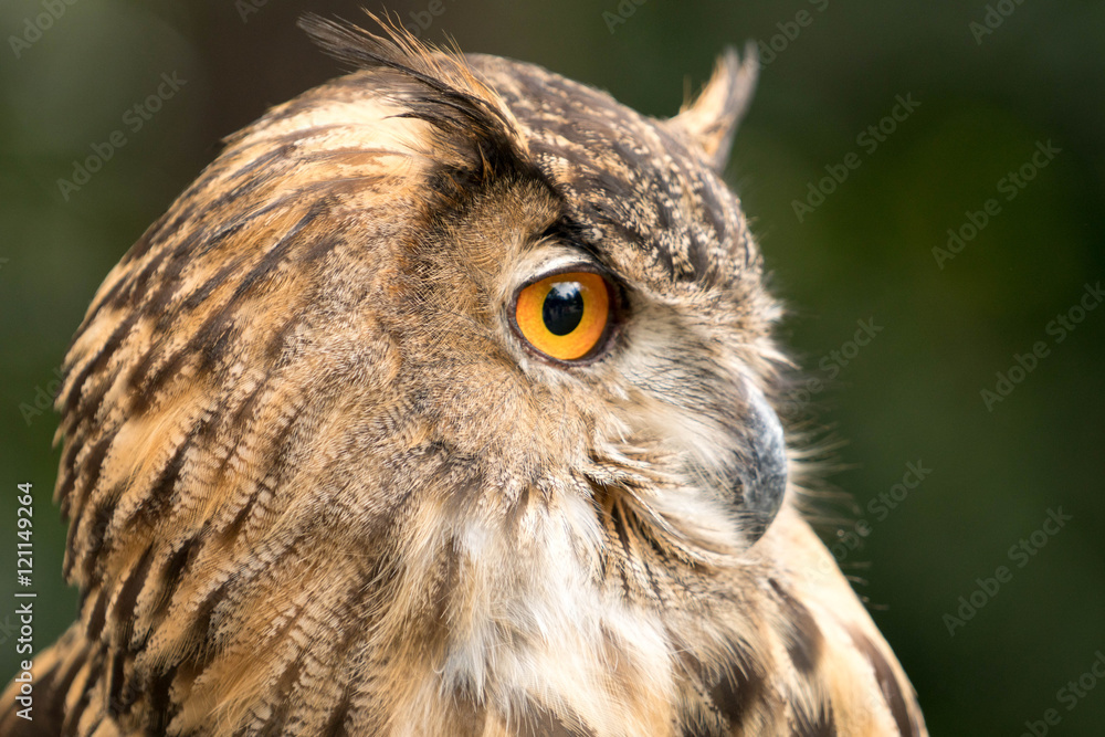 owl owl