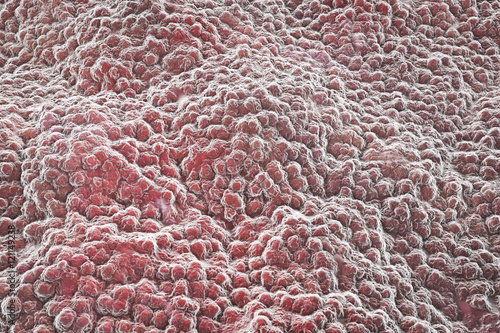 Obraz na plátne Illustration of stomach surface