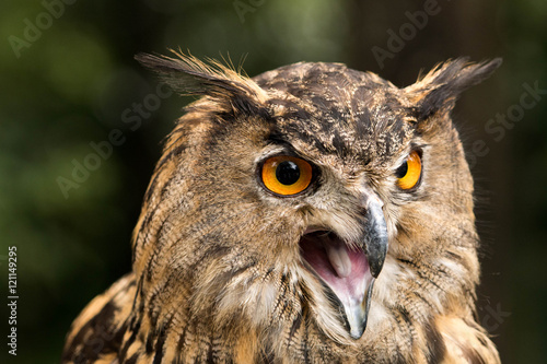 owl photo