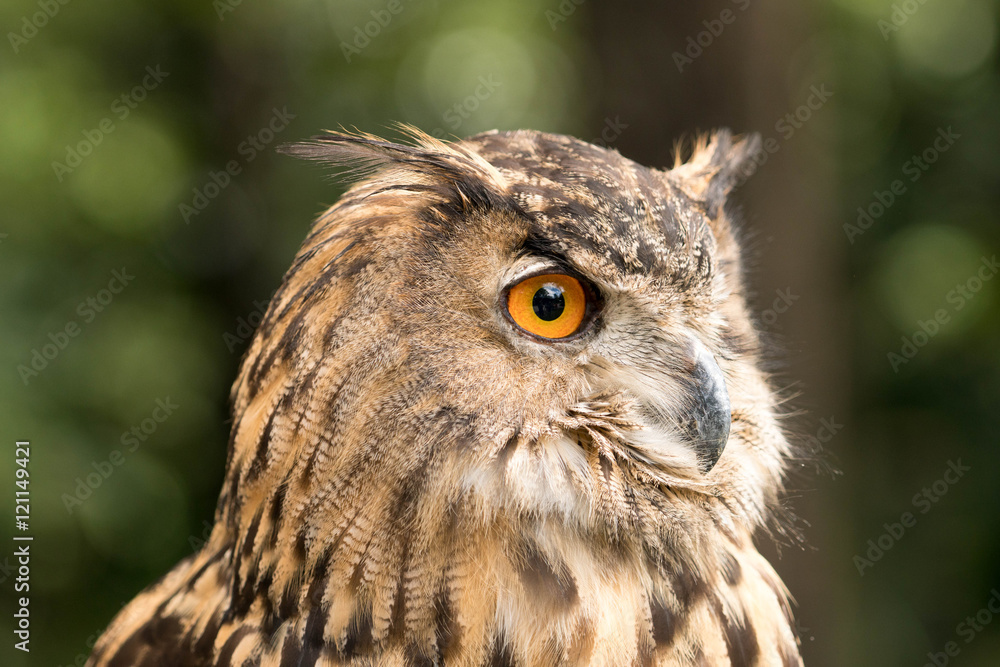 owl owl