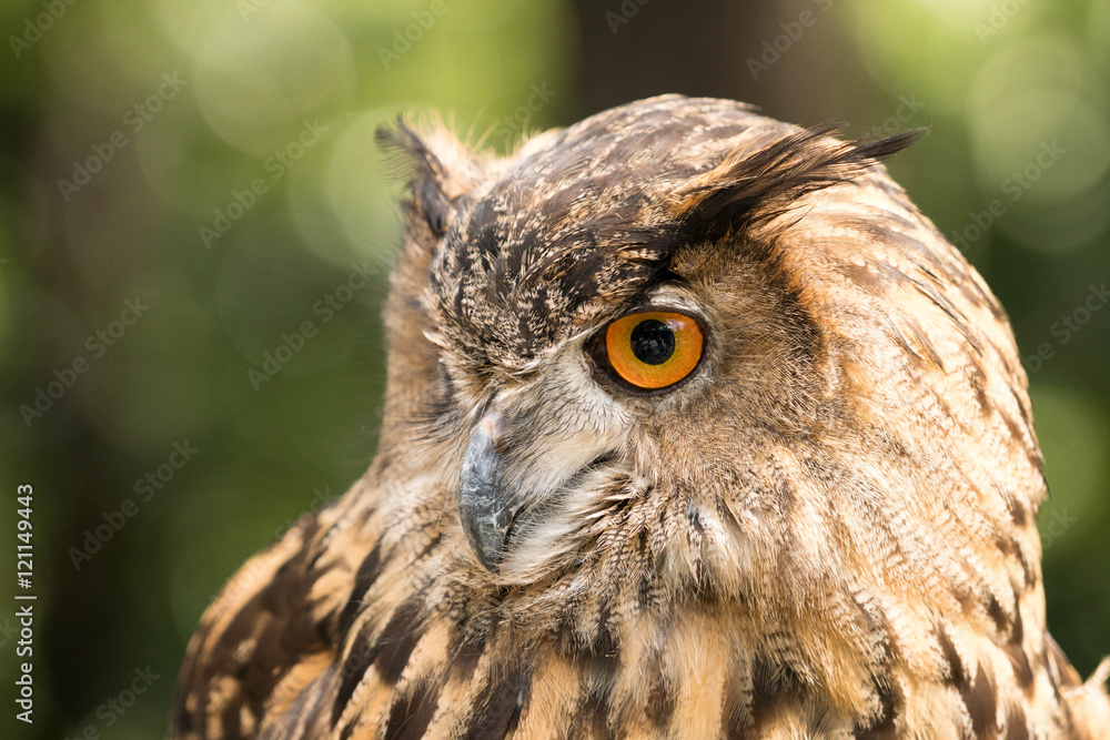 Fototapeta premium owl