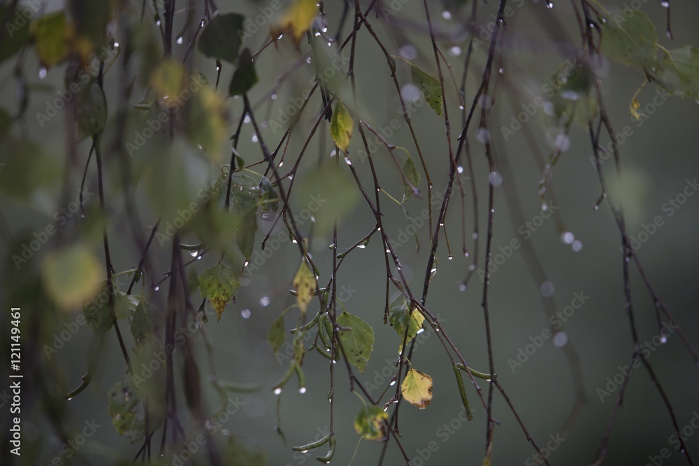 Naklejka premium Branch of birch with raindrops - selective focus