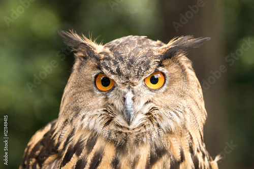 owl