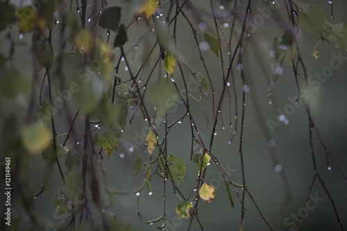 Branch of birch with raindrops - selective focus