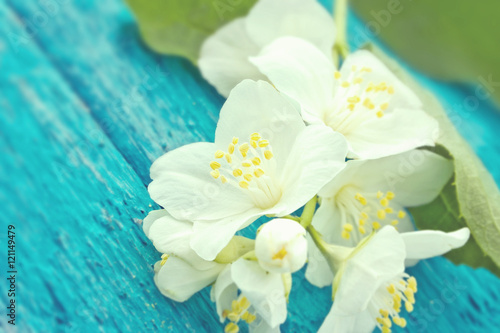 Mock-orange flowers on turquoise rustic wooden background. Mothe