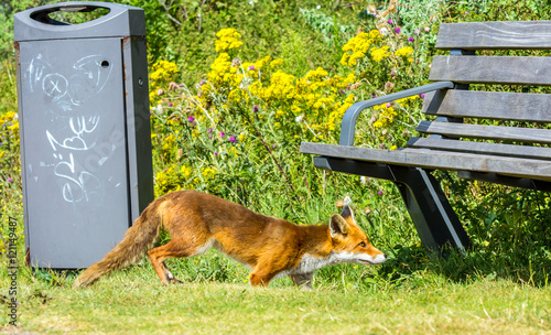 immature urban red fox scavenging in a park, at Hoek van Holland, the Netherlands