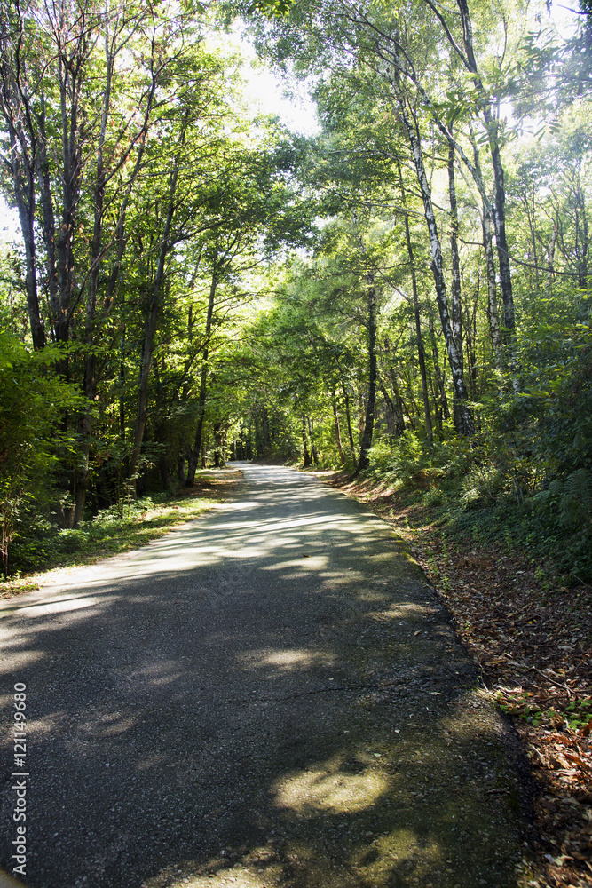 Naklejka premium Road in the woods