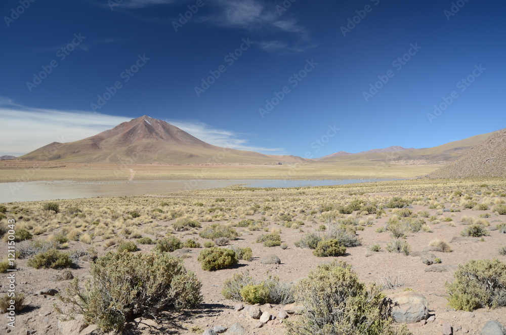 Bushes and vulcano Altiplano Bolivia