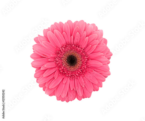 Pink flower Gerbera isolated on a white background. Top view