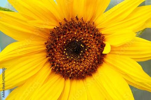 Close-up macro shot a sunflower.