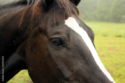 Horse head eye closeup detail