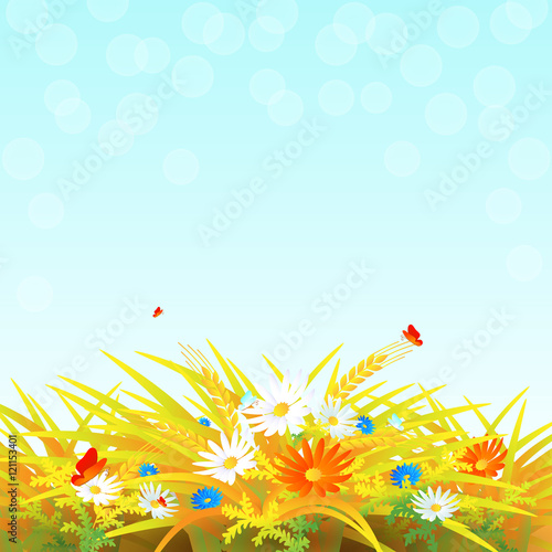 Summer banner design with wheat field, wild flowers and butterflies. Vector illustration