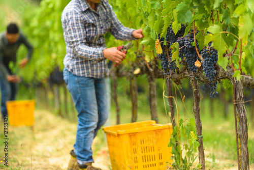 Grape harvest at the world famous and sensational taste of wine