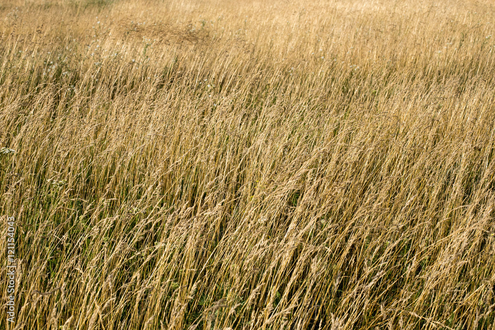 grassland grassland