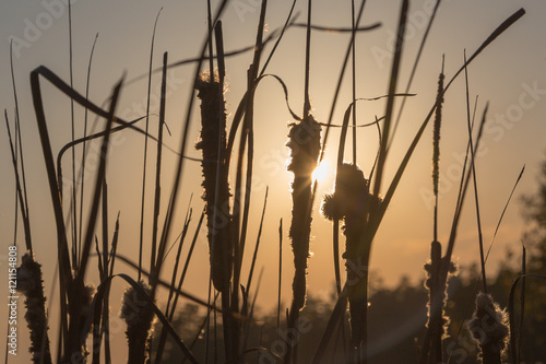 Reeds in the sunset. Autumn evening by Sura reservoir, Russia. photo