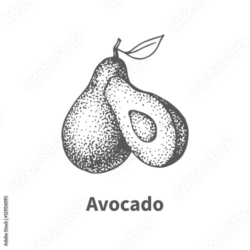 Vector illustration hand-drawn avocado