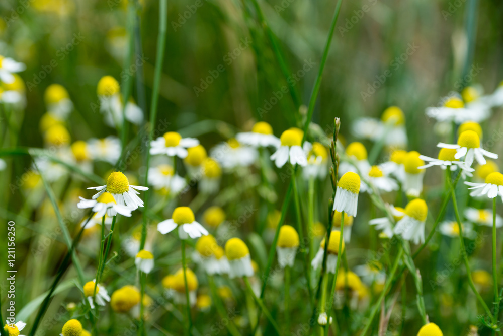 Chamomile / Chamomile flowers in a meadow